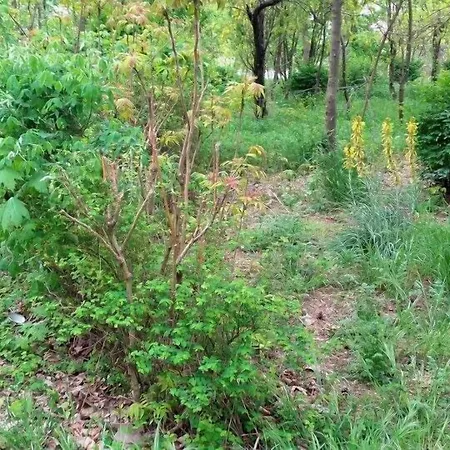 Safir Blue 3* Saturn